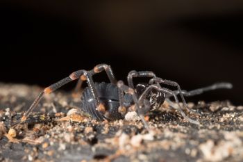 Media type: image;   Invertebrate Zoology 151528